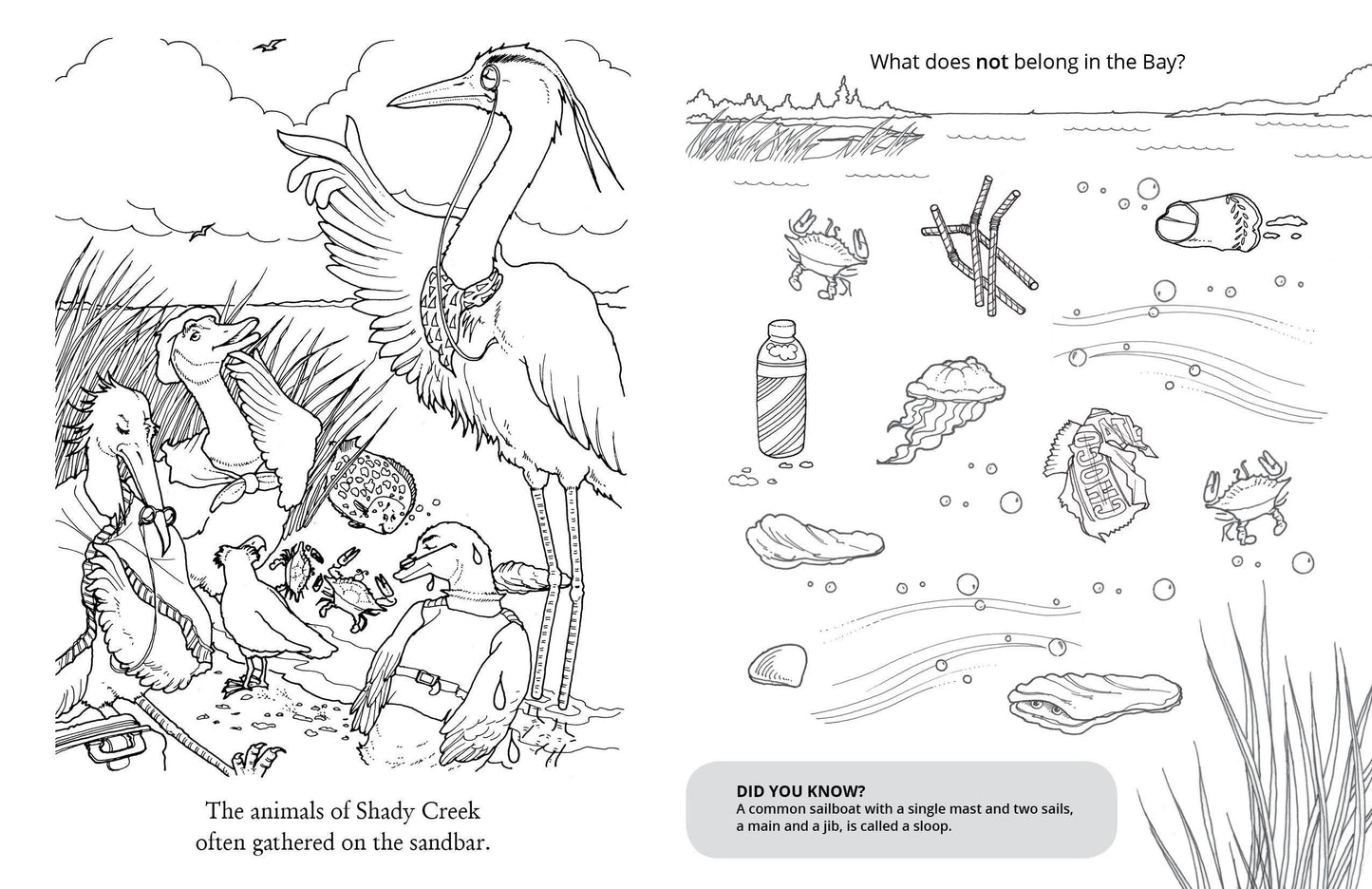 Chadwick Activity Book