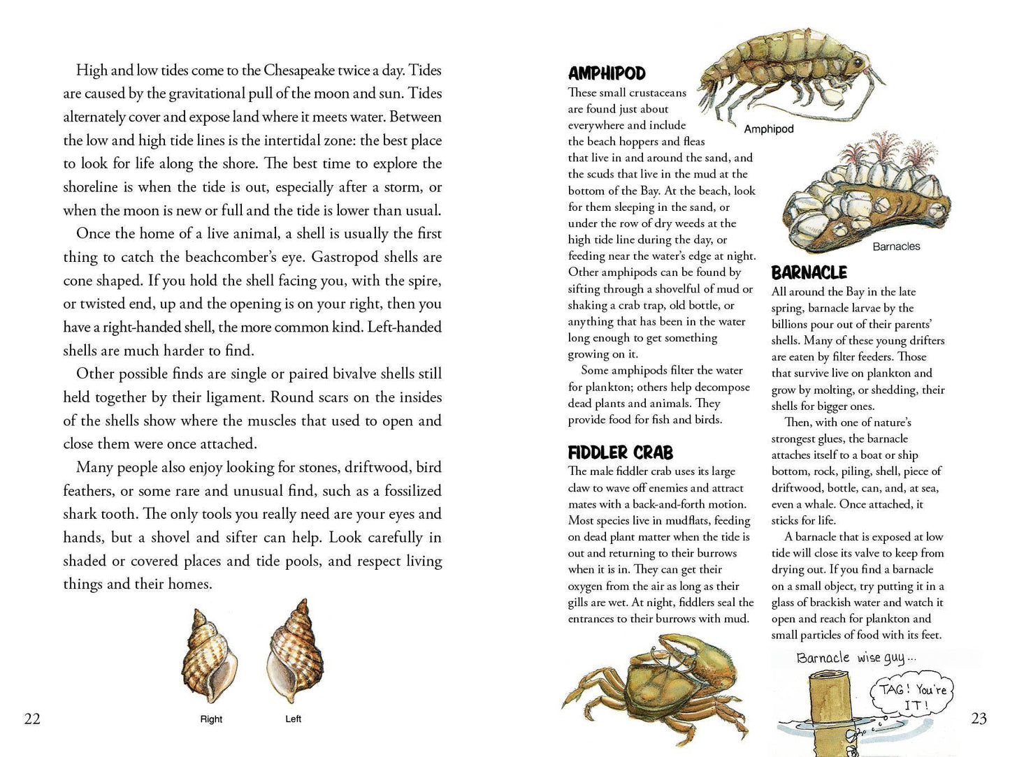 Awesome Chesapeake: A Kid's Guide to the Bay